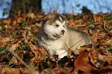 ALASKAN MALAMUTE 582